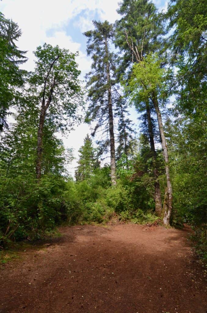 Forested Privacy Close to Town