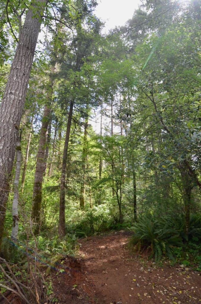 Forested Privacy Close to Town