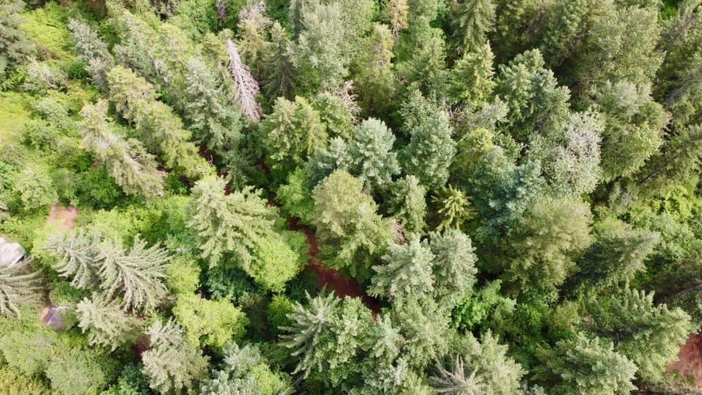 Forested Privacy Close to Town